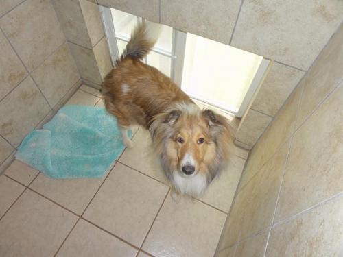 A Shetland sheepdog in a private tiled boarding room with a windowed door