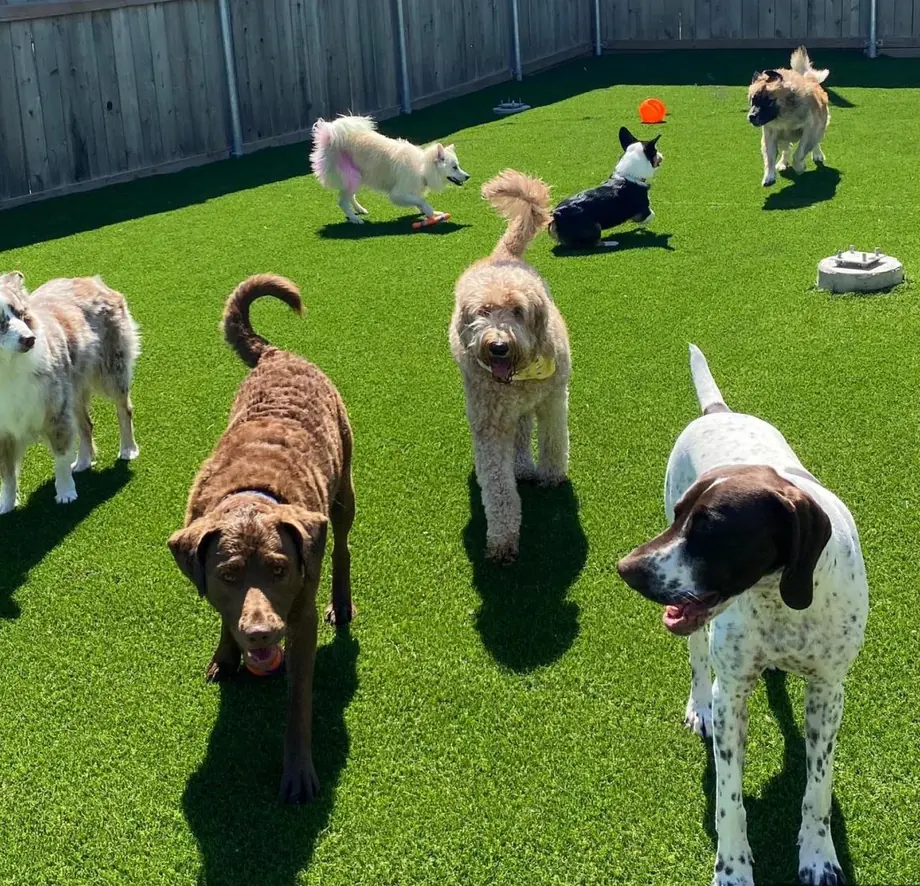 Seven dogs of different breeds playing together on the turf at the Paw Retreat play yard