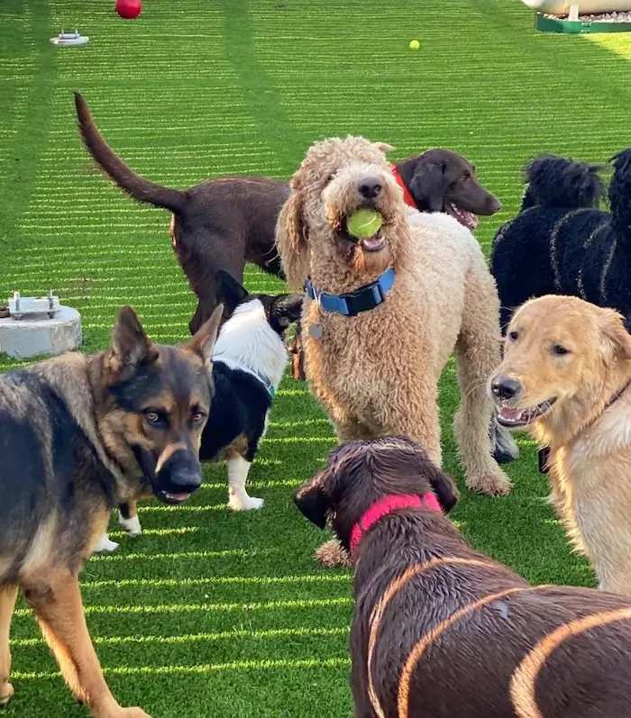 A doodle carrying a tennis ball in the middle of a group of dogs playing on the turf yard at Paw Retreat