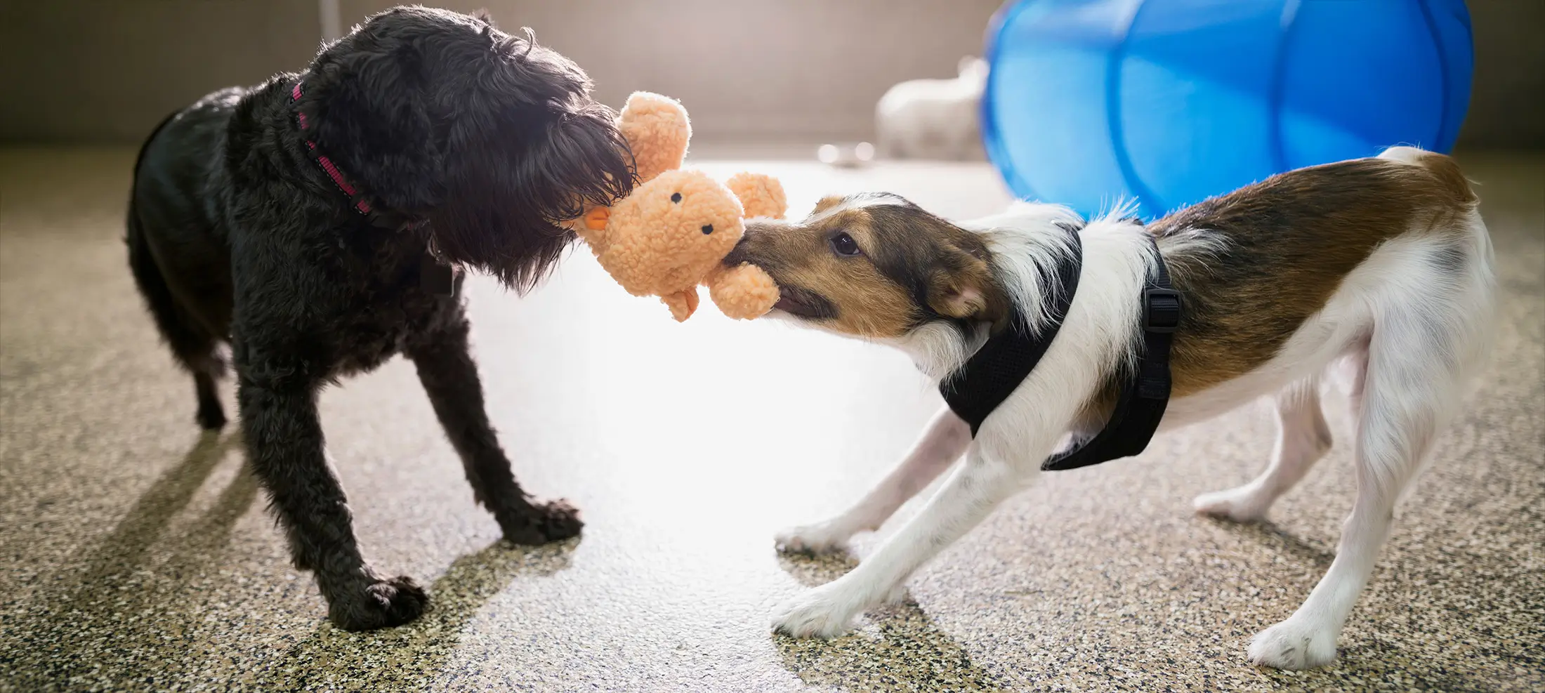 Two dogs playing tug-of-war with a plush toy