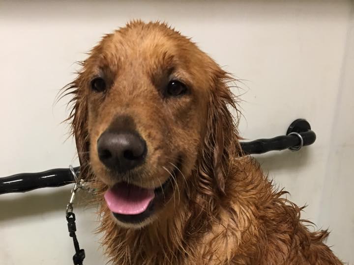 A golden retriever mid-bath during a cage-free groom at Paw Retreat
