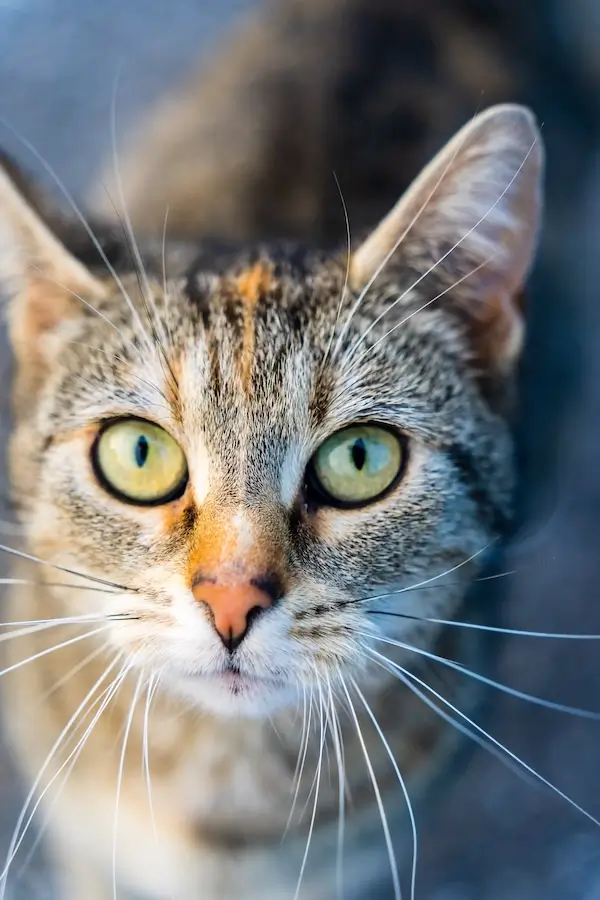 A tabby cat with green eyes looking at the camera