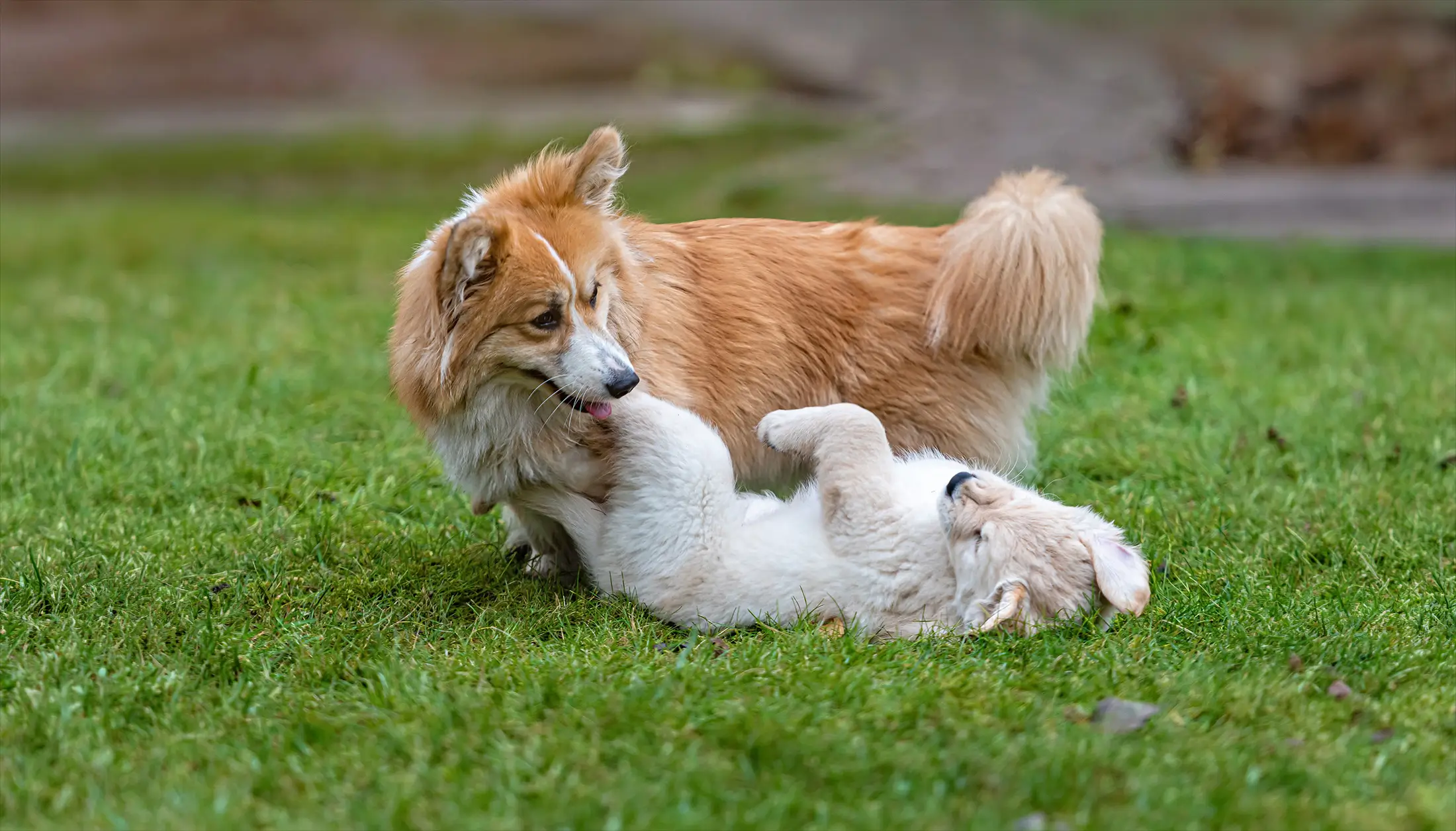 Two dogs play-wrestling together on the grass